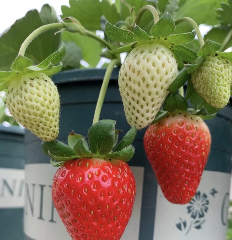 阳台、露台种10盆草莓，方法简单，一棵结好多果，大人小孩都爱吃